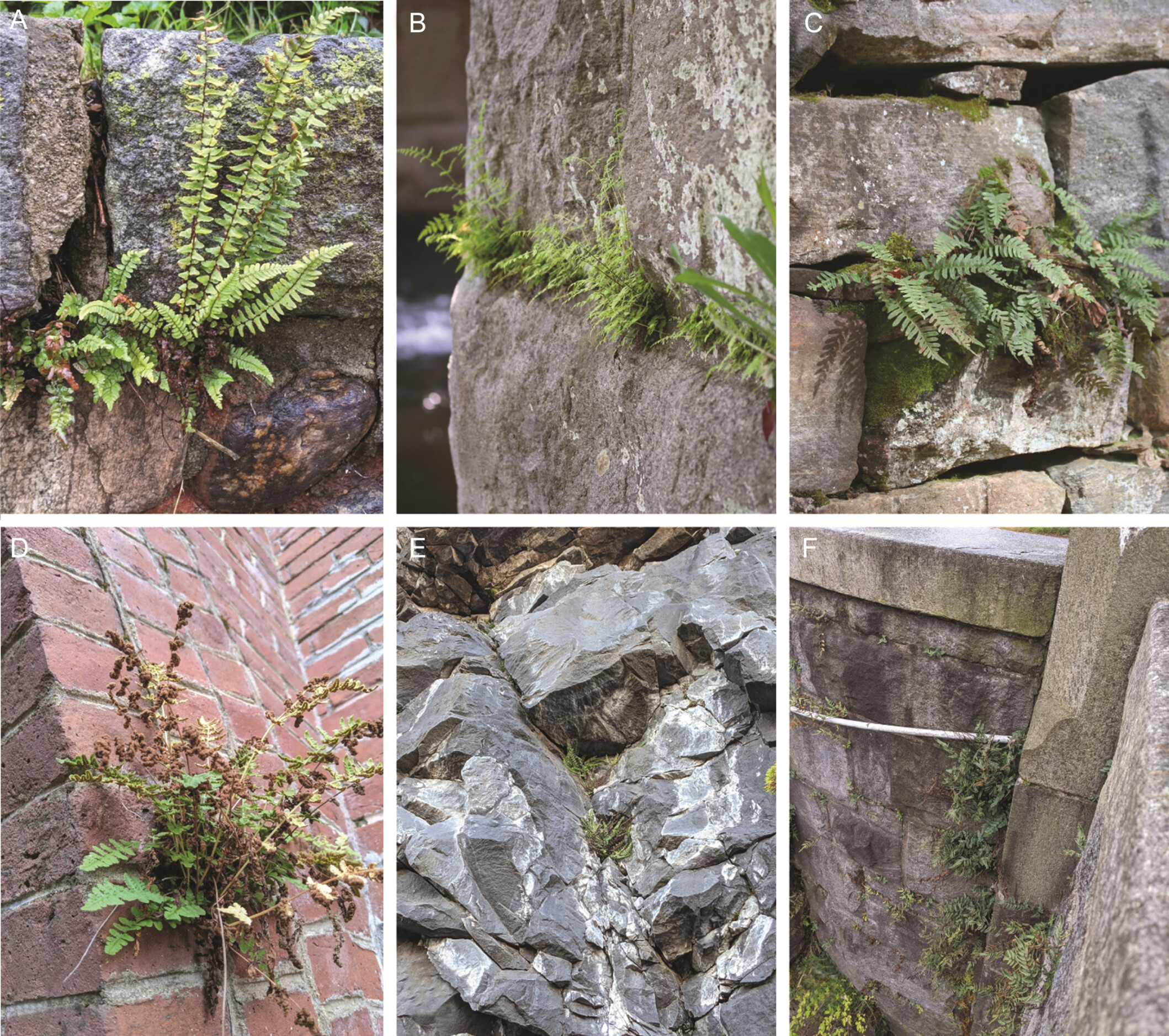 Examples of Urban Ferns