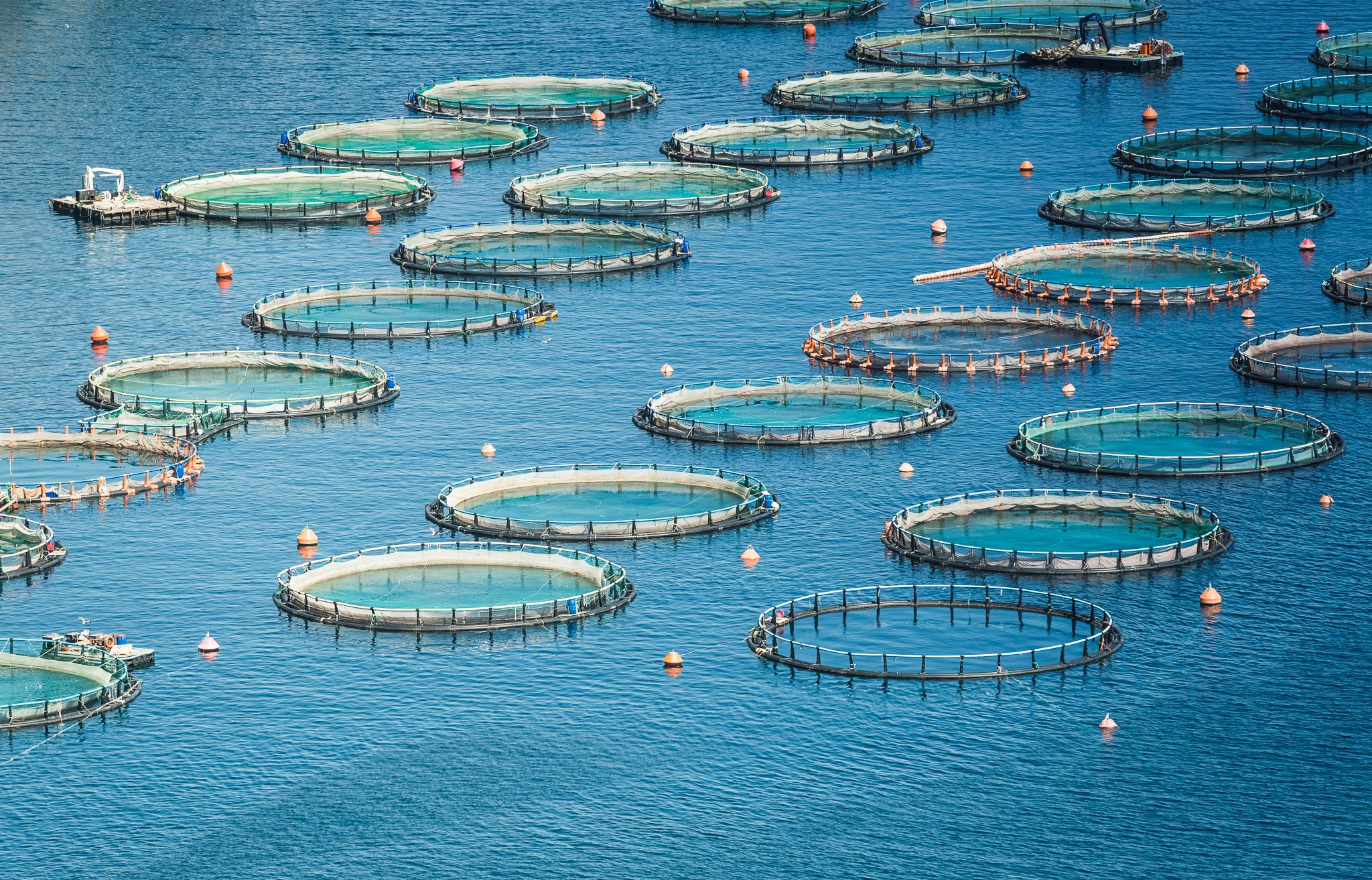 Fish Farm