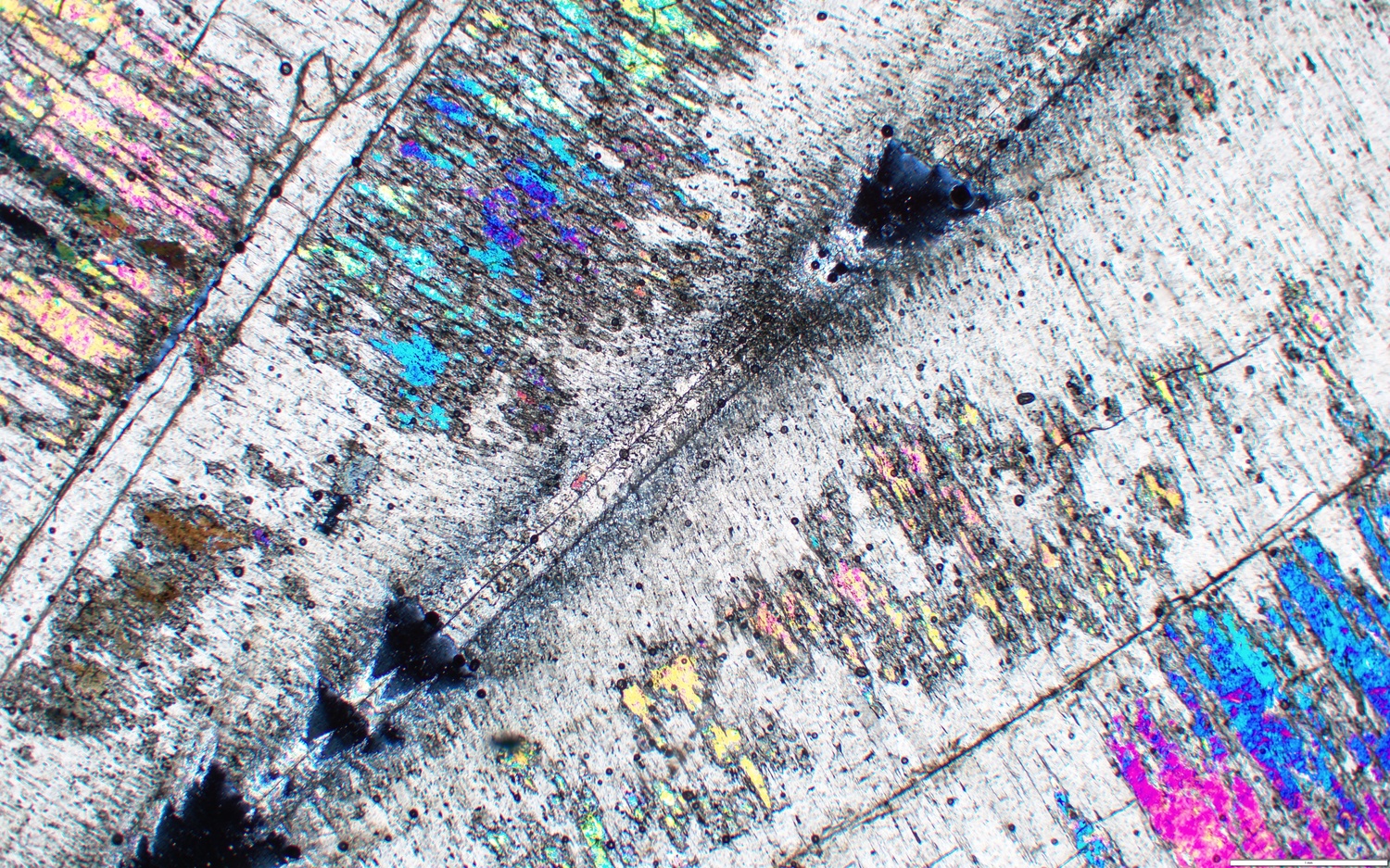 Growth Rings of an Ancient Cephalopod