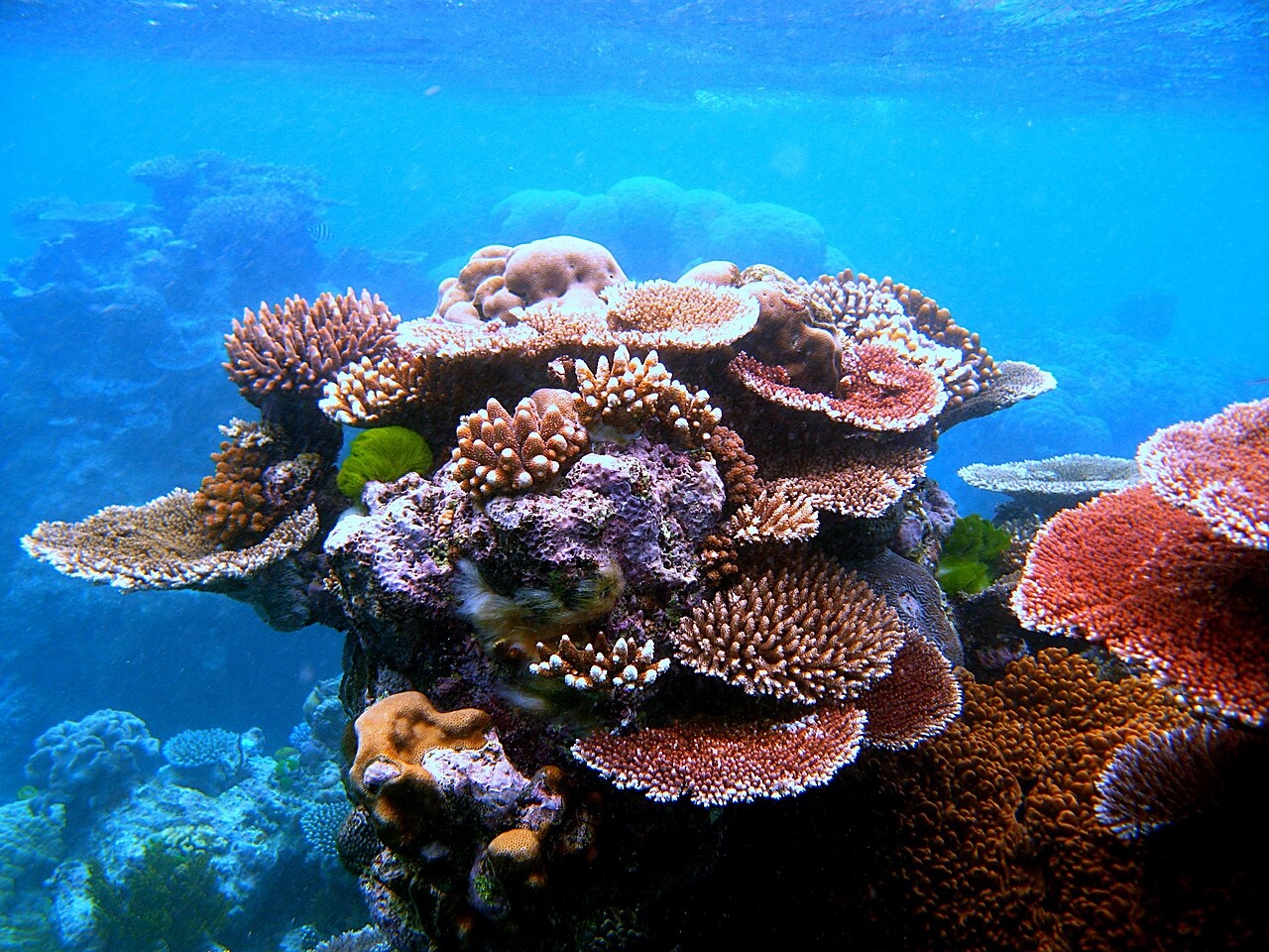 Generic coral reef