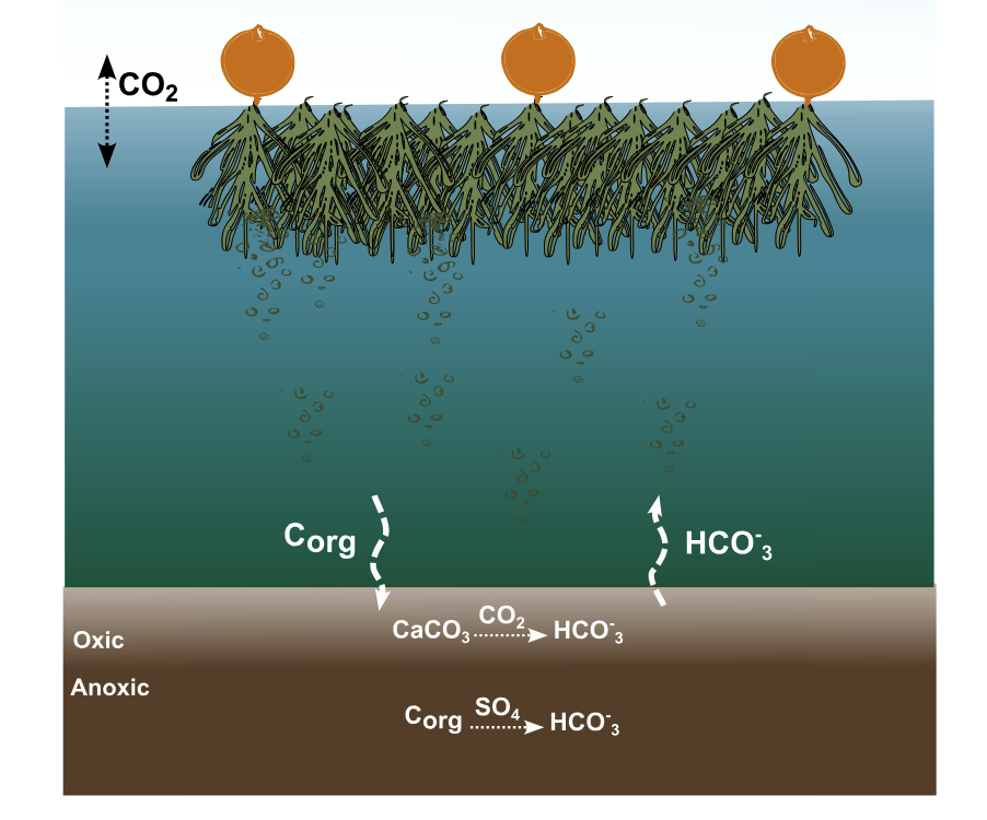 seaweed carbon sink schematic